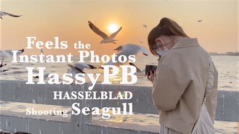 bdo shooting seagulls.